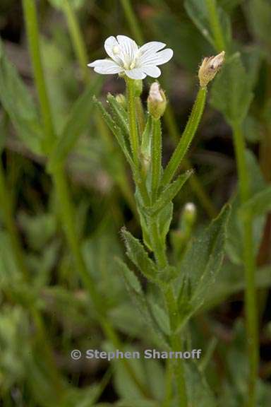 epilobium hallianum 3 graphic